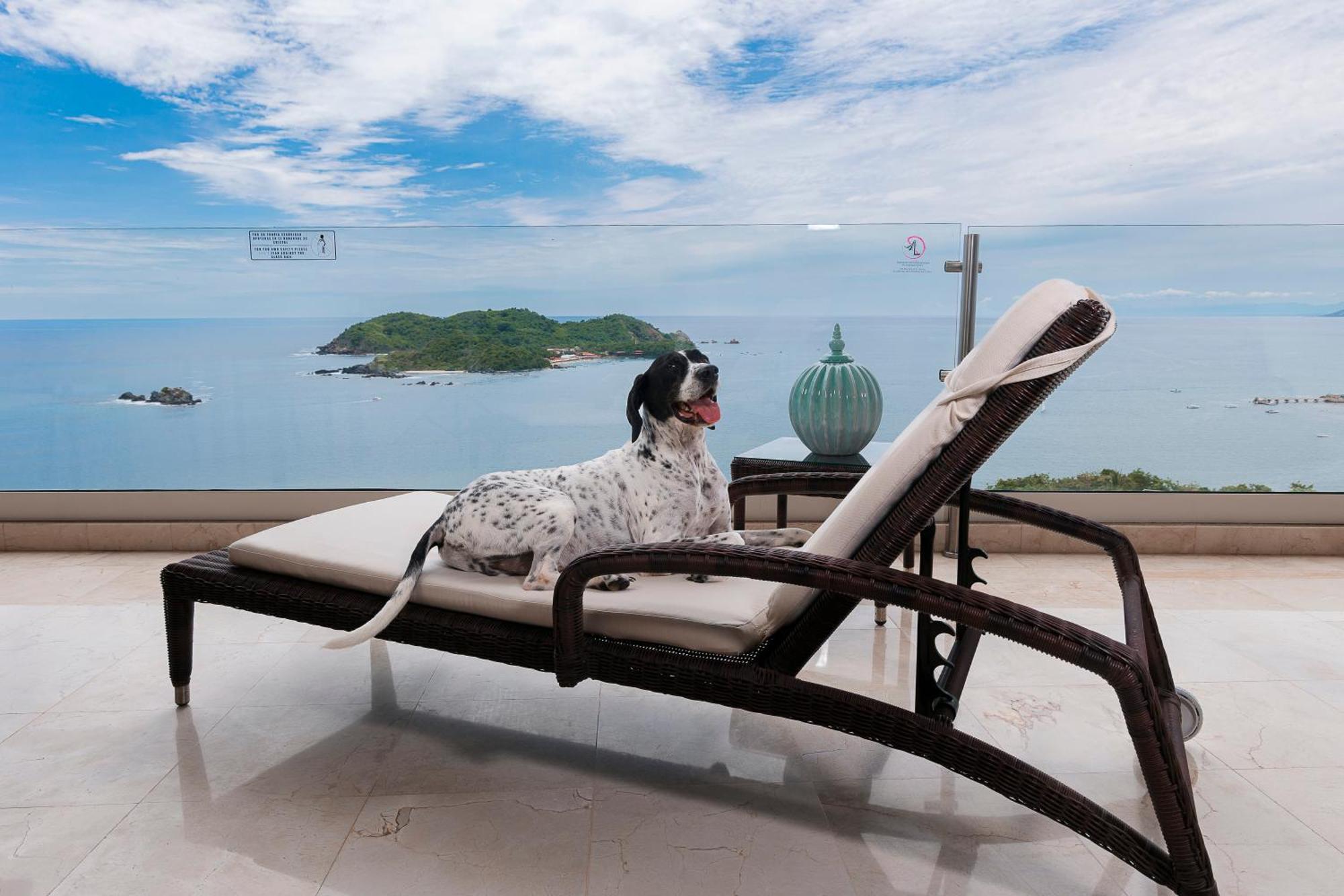 Luxury Suite Pet friendly